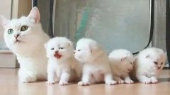 貓咪一生要經(jīng)歷的六個階段，你家貓?zhí)幱谀膫€時期？